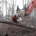 最悲慘畫面！紅毛猩猩為保家園奮身阻擋挖土機