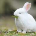 如果你屬兔，那麼下半年你很有可能會經歷一些好運爆發的事情