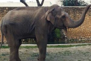 「世界上最悲傷的大象」抑鬱獨居43年遭安樂死