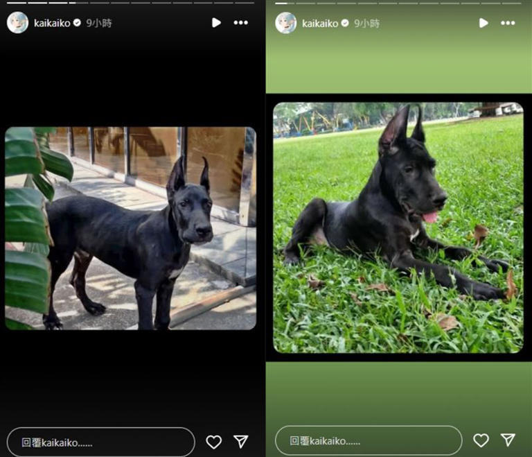 柯震東連發多張愛犬照。(圖/翻攝自柯震東Instagram) 柯震東連發多張愛犬照。(圖/翻攝自柯震東Instagram)