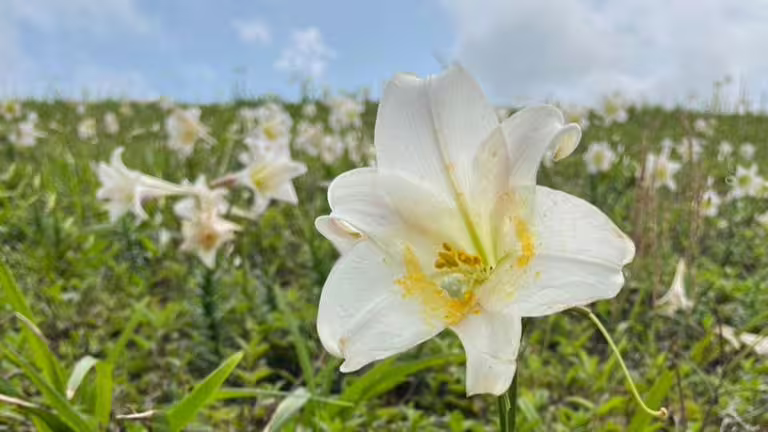 每年的春夏交替之際，就是北海岸台灣野百合的盛開季節。（圖／北觀處提供）