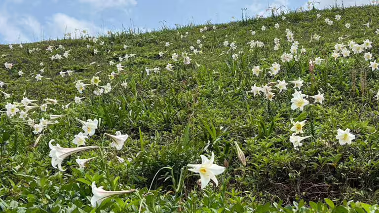 預計花期將持續至5月中旬，請民眾把握時間。（圖／北觀處提供）