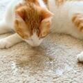 貓咪為什麼會「亂拉亂尿」？是報復你嗎？附解決辦法