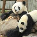 大熊貓「寶新」於3月14日不幸離世，多器官功能衰竭