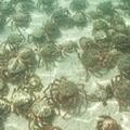 海灘擠滿大量螃蟹！民眾下不了水嚇瘋　1個月出現3恐怖異象：來自地球的警告