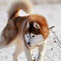 靈性和強壯的西伯利亞雪橇犬：北極獵犬和家庭寵物的完美結合