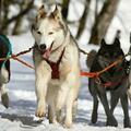 關於西伯利亞雪橇犬（哈奇士/二哈）你需要知道的 7件事
