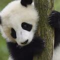 「果賴嘛！」各國運動員學起四川話，熊貓為啥這麼圈粉？