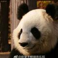 微笑唇大熊貓英英，是萌蘭的姥姥