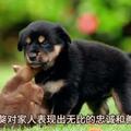 西藏獒犬百科——藏獒