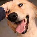 狗狗的12種肢體語言，看懂一半的，說明你是個合格的鏟屎官