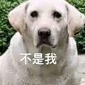 成都羅威納犬事件升級：狗主人終於露面，已經不是牽不牽繩的問題