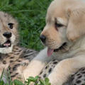 動物園獵豹和拉不拉多一起養　小時候相處超甜蜜「長大現況眾人全看傻」