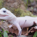 全球只有7隻！小鱷魚誕生「皮膚全白眼睛藍」　園方公開超罕見身分：不是白化症