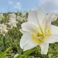 春夏交替！北海岸「野百合」花海盛開 北觀處：等你來