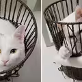 氣質白貓乖乖窩著超可愛！突伸「爆肌手臂」竹籃變形　主人曝日常訓練內容