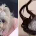 幫狗狗洗澡時「耳朵整塊掉下來」　飼主嚇壞崩潰！原因曝光