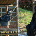 動物園驚爆「假猩猩真工讀生」　超敬業上躥下跳…遊客愣：我付錢你給我看這個？