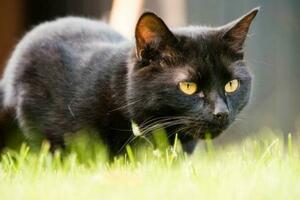 養貓，為什麼別養「黑貓」？過來人告訴你答案