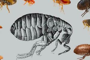 跳蚤有什麼危害，該如何消滅它們？