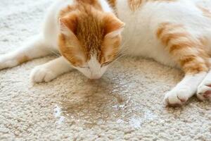 貓咪為什麼會「亂拉亂尿」？是報復你嗎？附解決辦法