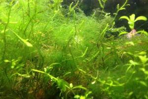 魚缸中的藻類應該怎麼去除？魚缸為什麼會爆藻？