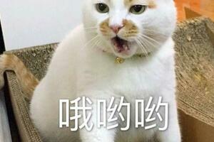 寵物市場重新「洗牌」：英短貓排第二，猜猜第一名是誰？