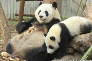 大熊貓「寶新」於3月14日不幸離世，多器官功能衰竭