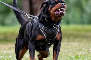 國內禁養犬「釘子戶」-羅威納，為什麼還是這麼受歡迎呢？
