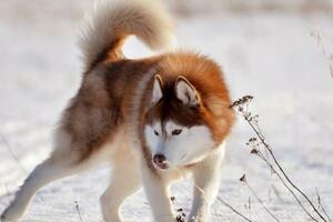 靈性和強壯的西伯利亞雪橇犬：北極獵犬和家庭寵物的完美結合