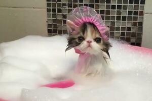 新生貓咪需要洗澡嗎？搞不好會直接讓它們噶掉