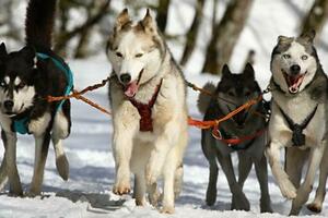 關於西伯利亞雪橇犬（哈奇士/二哈）你需要知道的 7件事