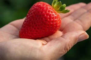 草莓表面「小顆粒」不是種子！正解曝光網友全傻眼