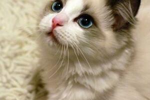 世界十大最萌的寵物貓