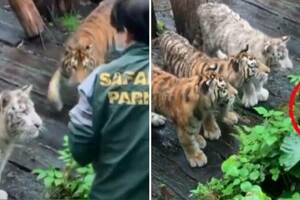 飼養員幫遊客撿手機「被4虎圍觀」　轉身後老虎反應融化網友：是幼兒園