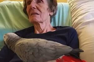 獨居老人臨終前，養了25年的鸚鵡飛到老人身旁，說了句話讓人落淚