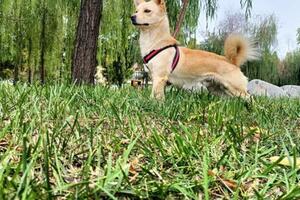 中華田園犬最好的犬種，沒有之一
