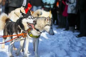 哈爾濱的雪橇犬拉爬犁事件引發熱議，一隻狗拉一家人，惹人擔憂