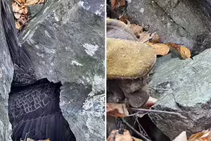 登山驚見「巨石壓住超大翅膀」　他蹲下一看不敢置信