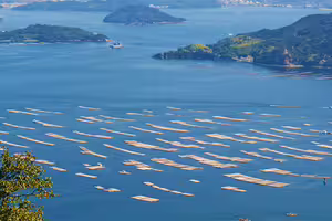 日本廣島牡蠣「驚現異象」　縣府證實：已達災害等級