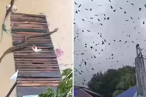 颱風侵襲前「漫天蝙蝠亂舞」　風災後驚見「6公尺巨蟒」