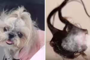 幫狗狗洗澡時「耳朵整塊掉下來」　飼主嚇壞崩潰！原因曝光