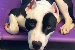 當初被丟在收容所門口！志工幫狗狗找新主人驚：被領養回舊家