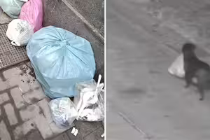 影/有人亂倒垃圾!警方查監視器傻眼:狗丟的 影/有人亂倒垃圾!警方查監視器傻眼:狗丟的