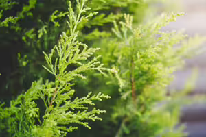 明天春分「龍抬頭」　4生肖財運旺上加旺