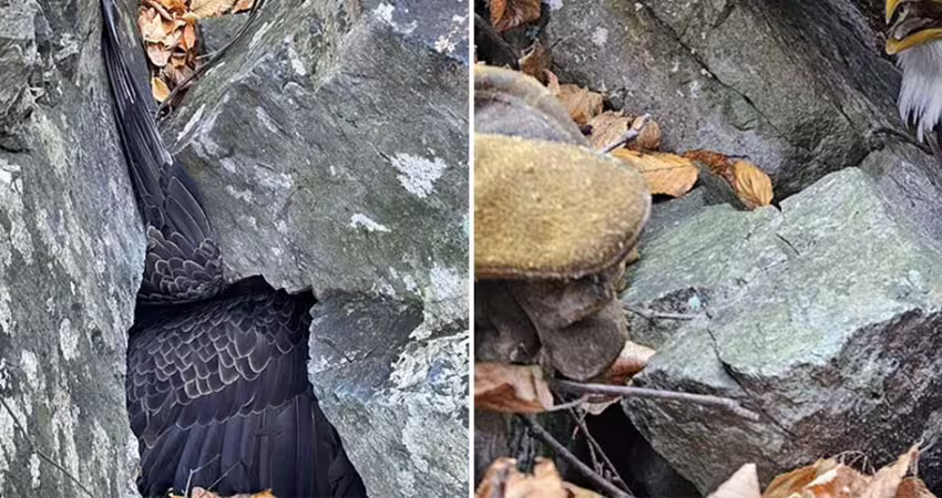 登山驚見「巨石壓住超大翅膀」　他蹲下一看不敢置信