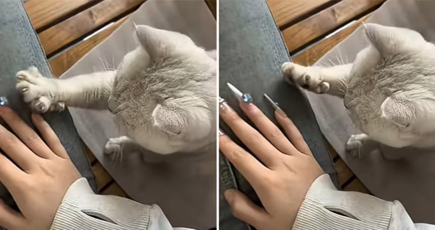 影／主人做美甲「貓貓努力教收爪子」　示範好多次爆氣：笨死了學不會
