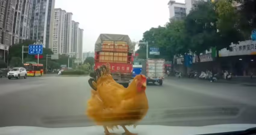 影／開車途中「天上突掉一隻雞」　駕駛1決定網笑翻
