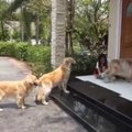  這4隻乖乖排隊的黃金獵犬絕對是世界上最聽話的毛小孩，牠們等著做的事讓大家都想把讚按壞掉啊！