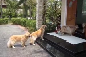  這4隻乖乖排隊的黃金獵犬絕對是世界上最聽話的毛小孩，牠們等著做的事讓大家都想把讚按壞掉啊！